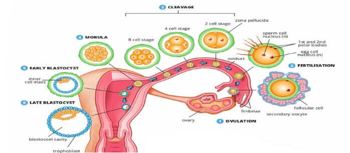 Blastocyst Culture